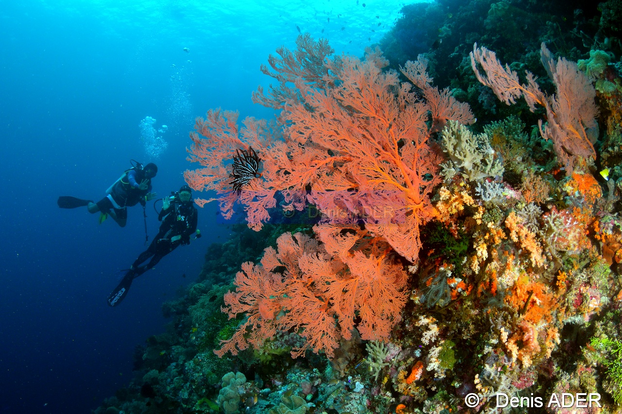 Melithaea ochracea-Ambiance Catherine Rudi Wakatobi Sawa Cornucopia-3m-20180528-Denis-ADER-DSC_1504_tn.jpg